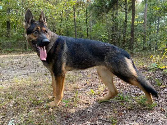 Abbi Gora vom Stamm Steinsdorf