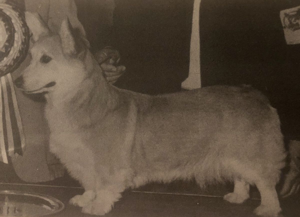 Am & Can CH Corgana Ovation