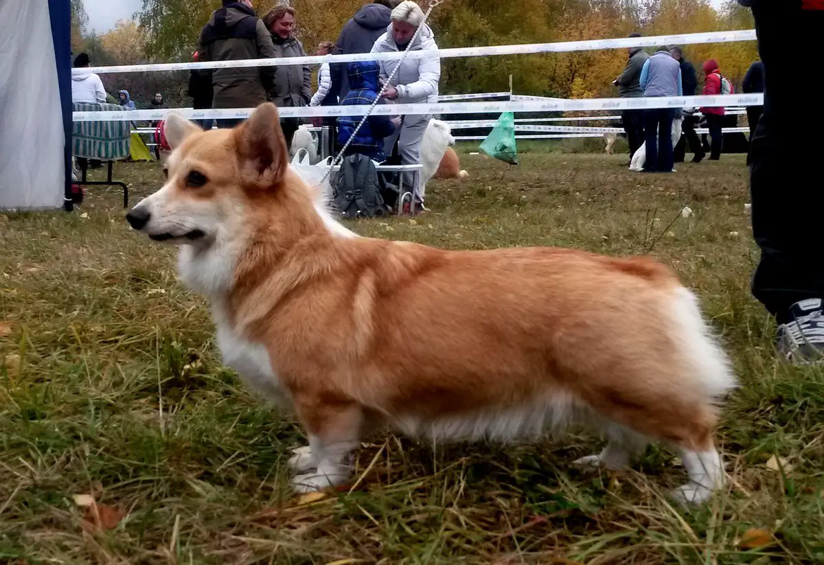 Laif Spring Beauty Bjor