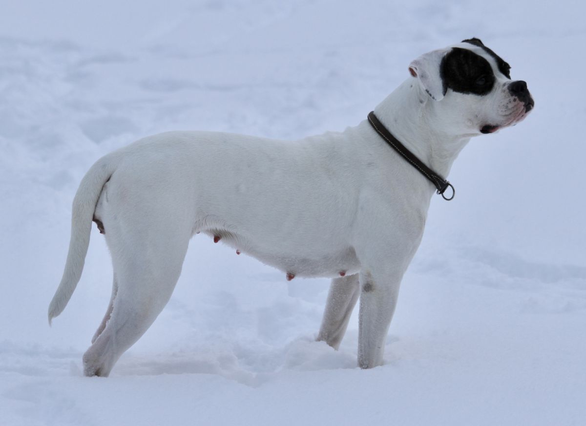 Doghill's Galliano