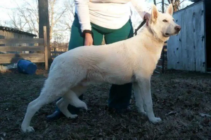Las Aguilas Tennessee Polar Bear