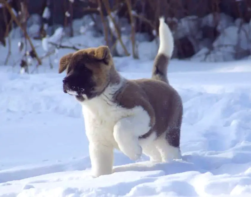 Siberian Hunter OTHELLO