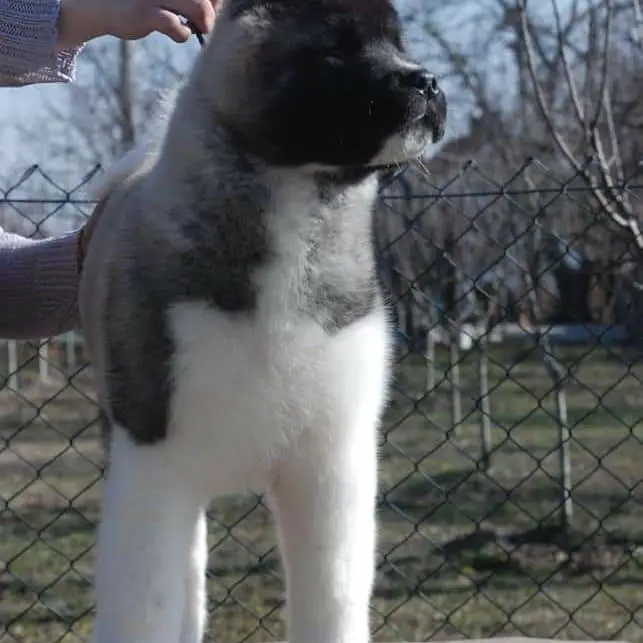 Step Pride Total Sensation