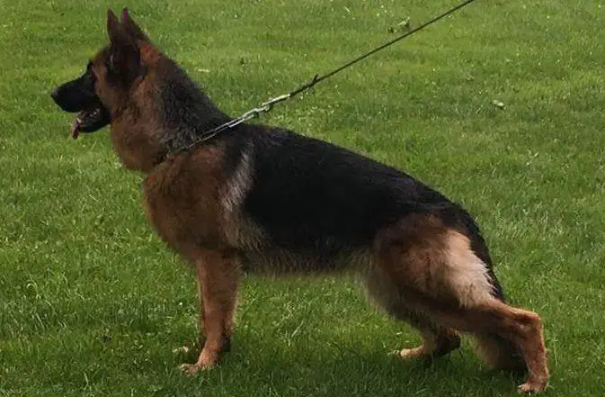 V Toulouse vom FREESE LAND