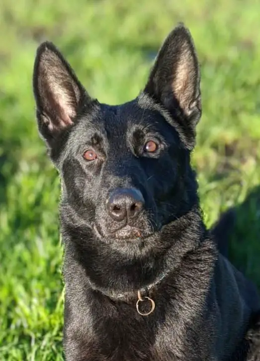 Bronson 2nd vom Emmanuel