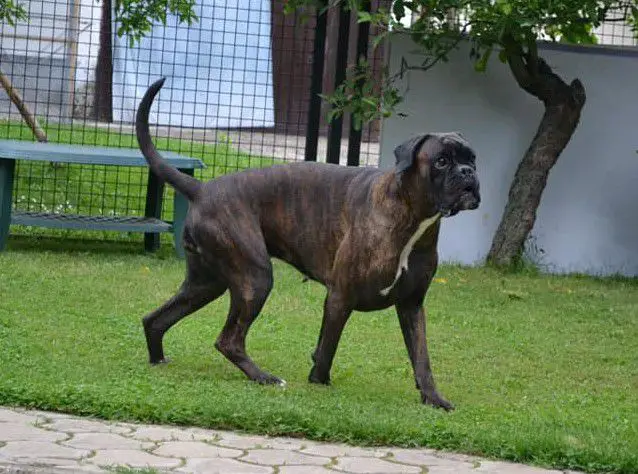 Goldie Della Cromma