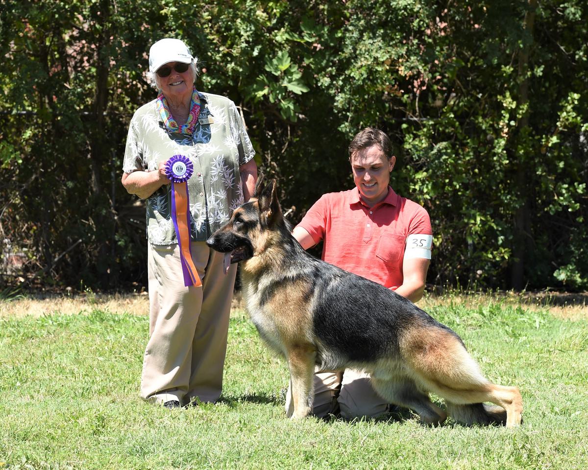 MBISS BIM BIF POA GCH CH Handheims Indiana Jones v Carlisle