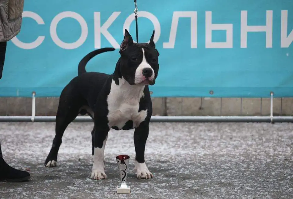 Boldbuster Don Byuman