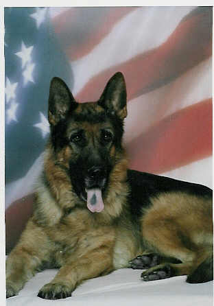 V Quinto vom Bayrischen Wald