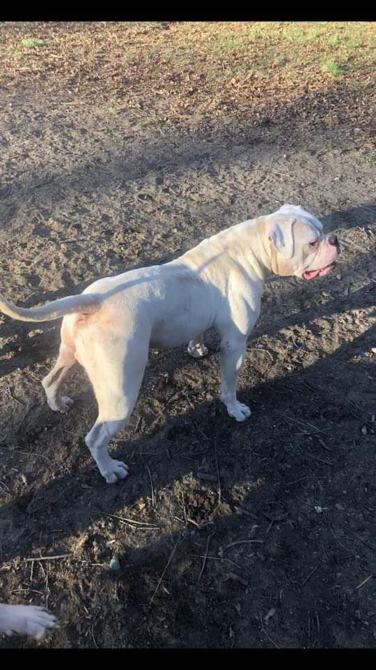Tucker's Bosco