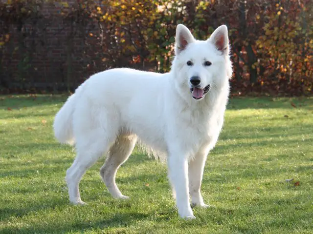 DKCH Bailey Cooper von der Nordhelle