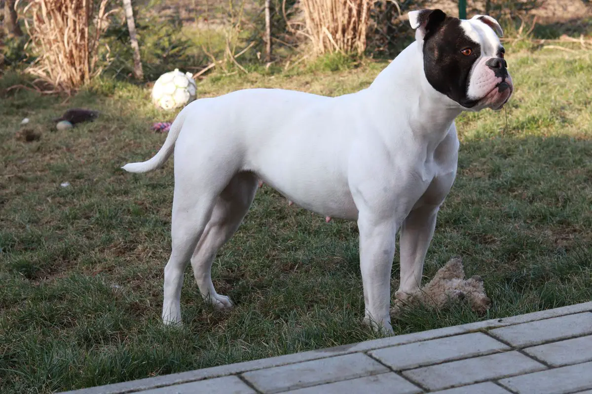 Blockhead's Beauty