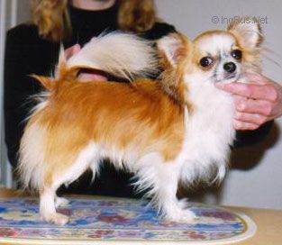 INT & FIN & S & LV & AM & P & IT & N & DK CH, World Winner 2 MISTY MEADOW'S MICKEYMOUSE