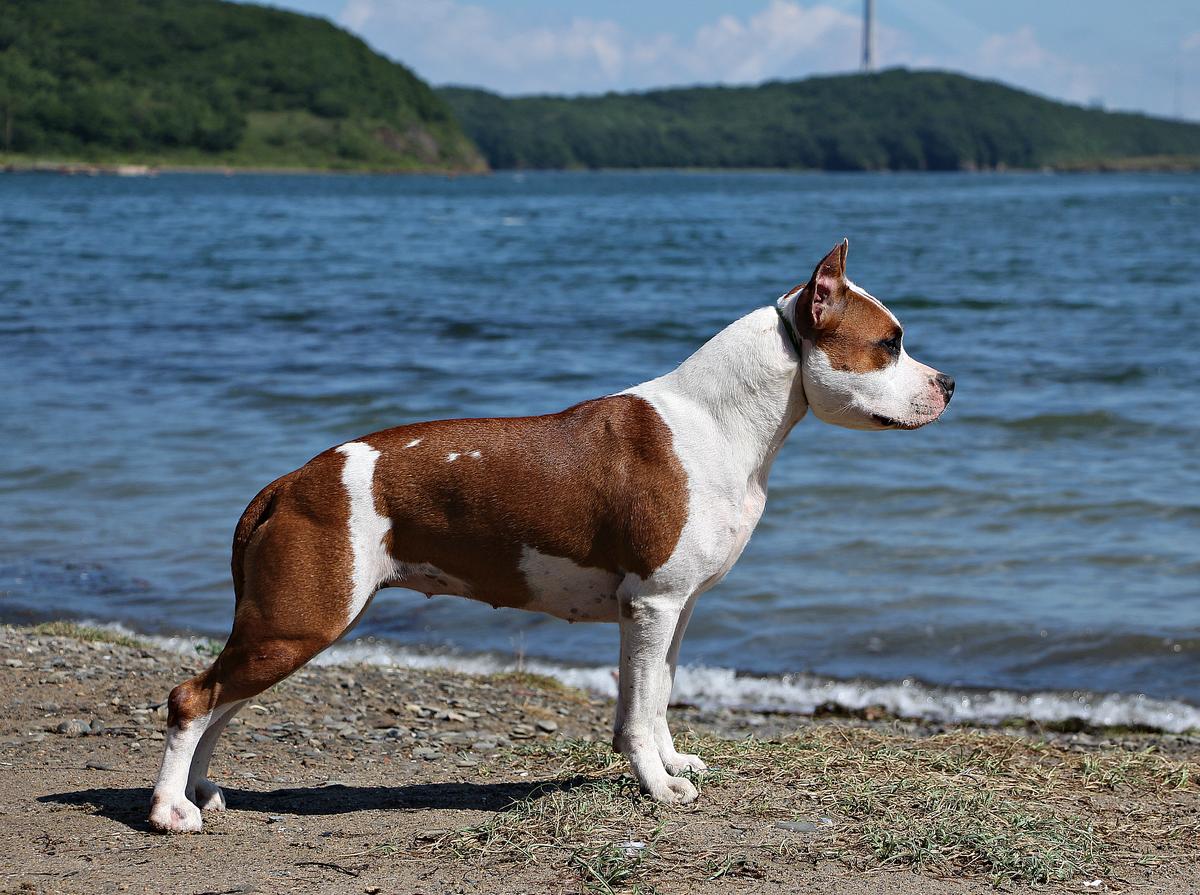 GCH RUS, CH RUS, JCH RUS, CH RKF, JCH RKF, CH CLUB RUS, JCH TAIGER LAND MOKSA OLY LY