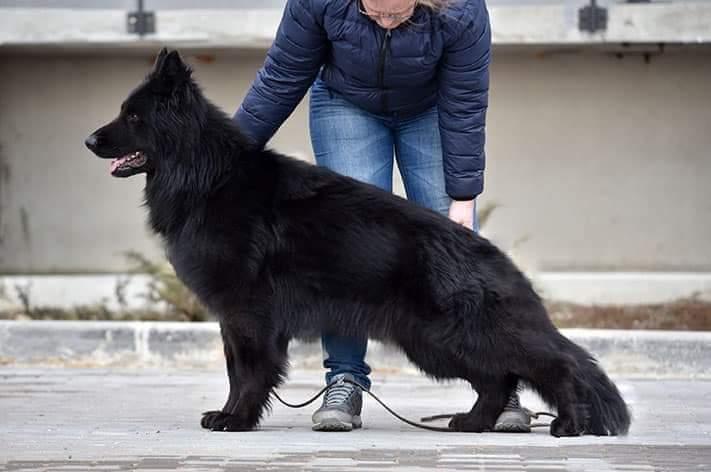 CAC Black King Bekant for Azov Land