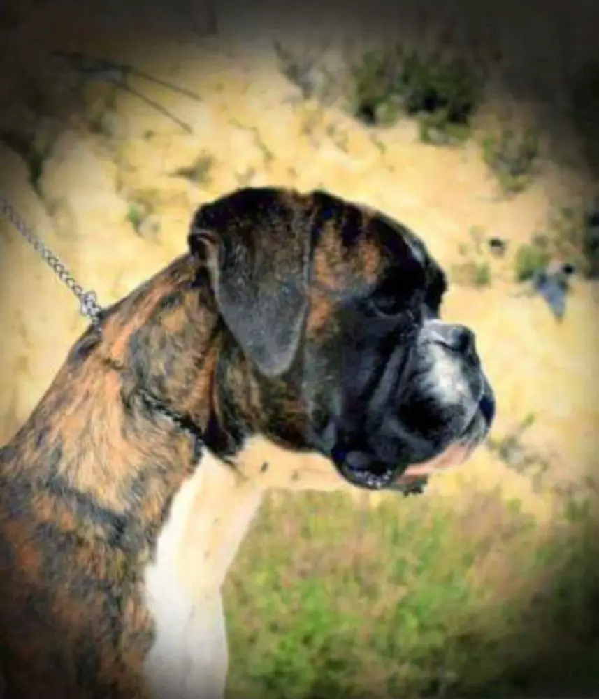 Mlt JCH Neymar del Rolanus