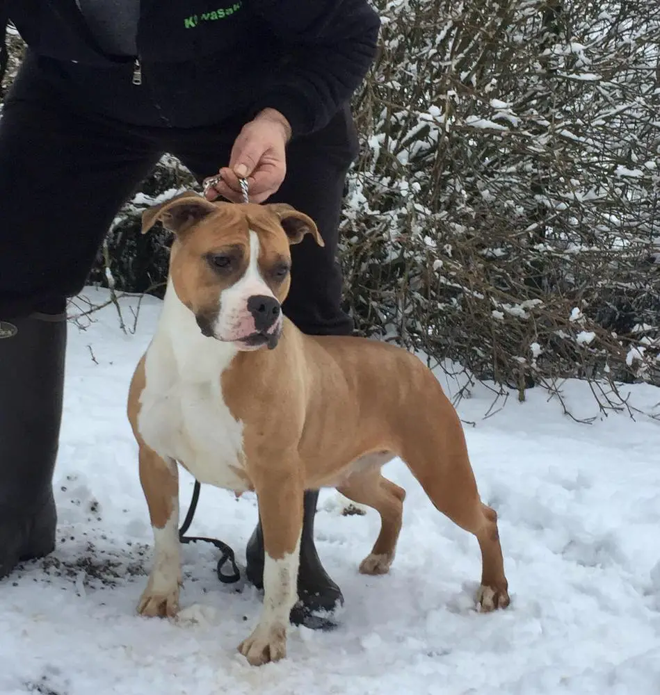 NORTH CHICOPEE DEI GLADIATORI D'ORO