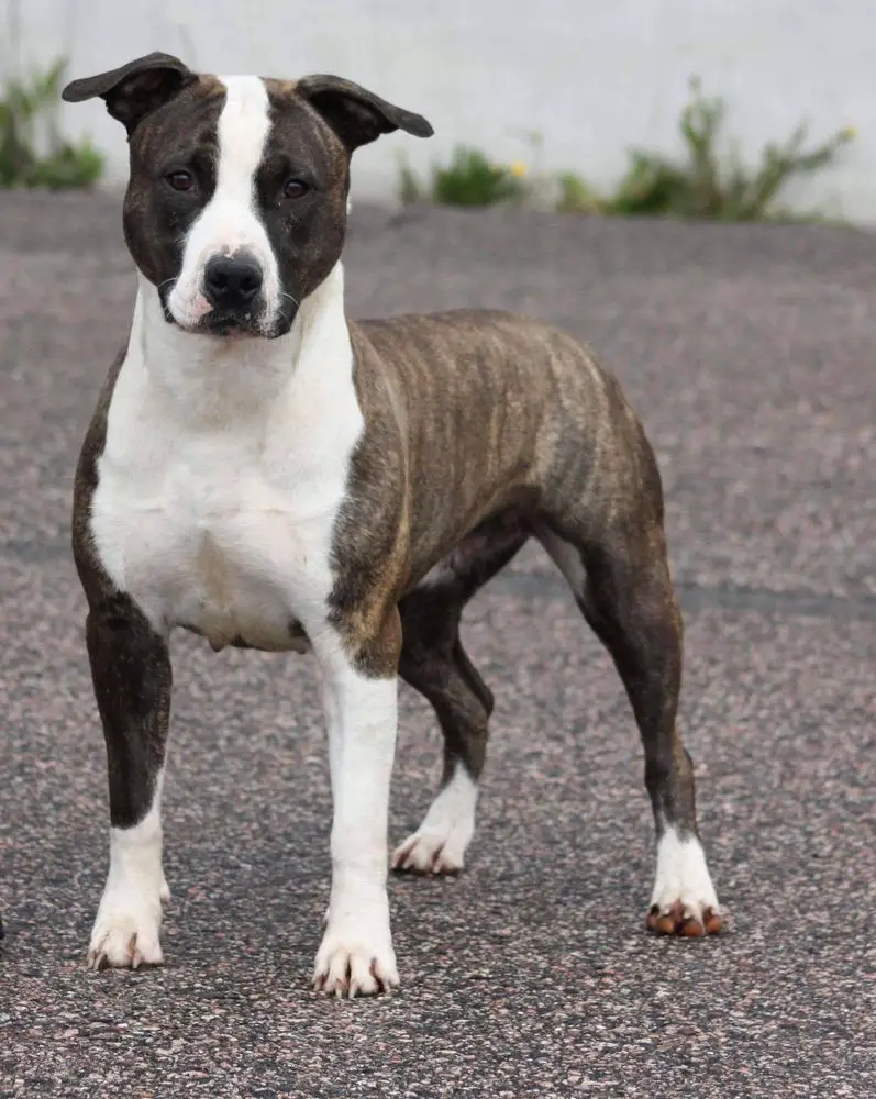 Brindle Gallant De Paco from Ruffians Island