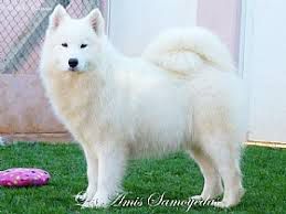 TULLA SAVOIR BR LES AMIS