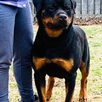 Furyan's Bull Durham