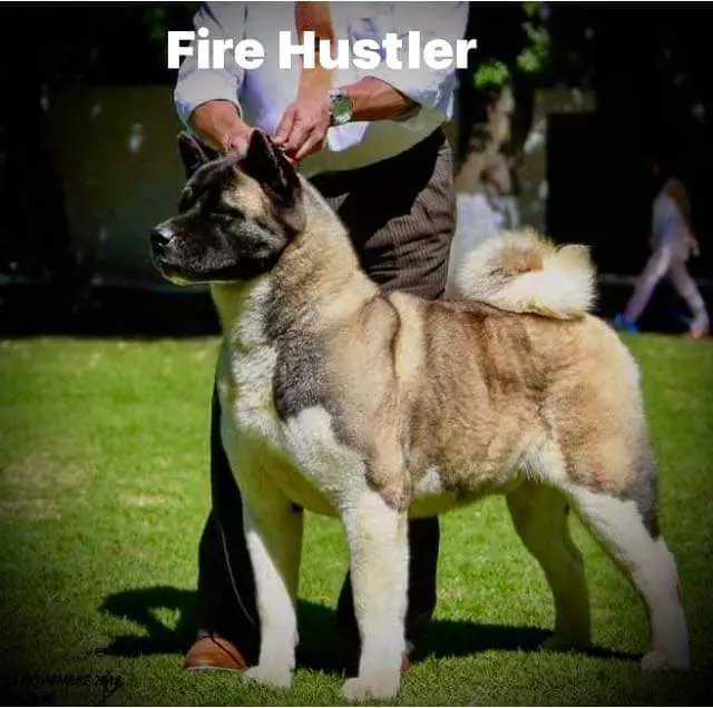 Fire Hustler (H/G - Granados)