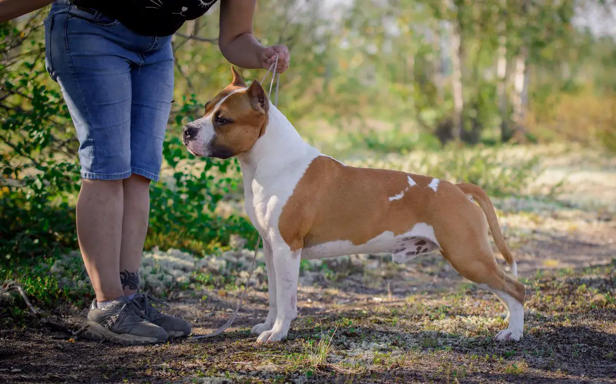 JCH,CH,MULTY BOB Nord Keeper Shadow Ranger