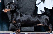 GCH Stendachs Mayor Sweet Trulee MS