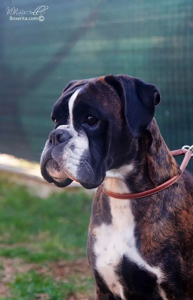 XFortuna di boxerita