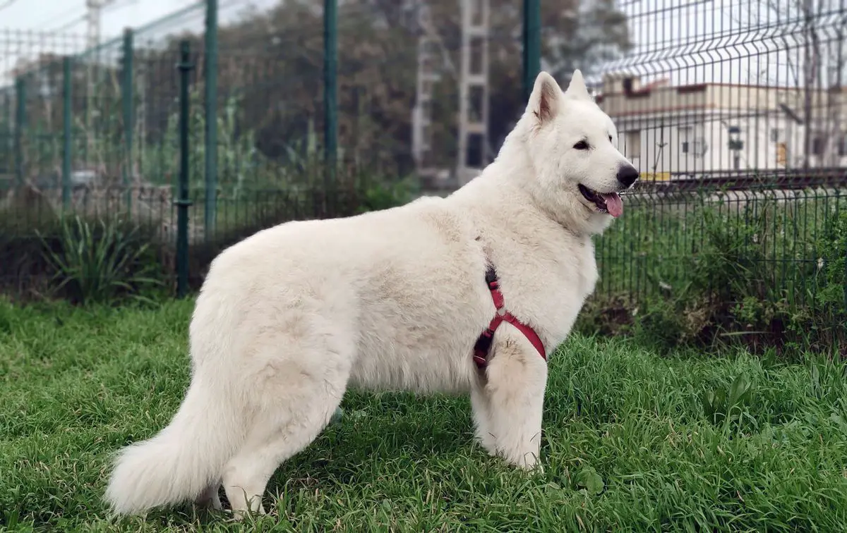 Warren of The White Company