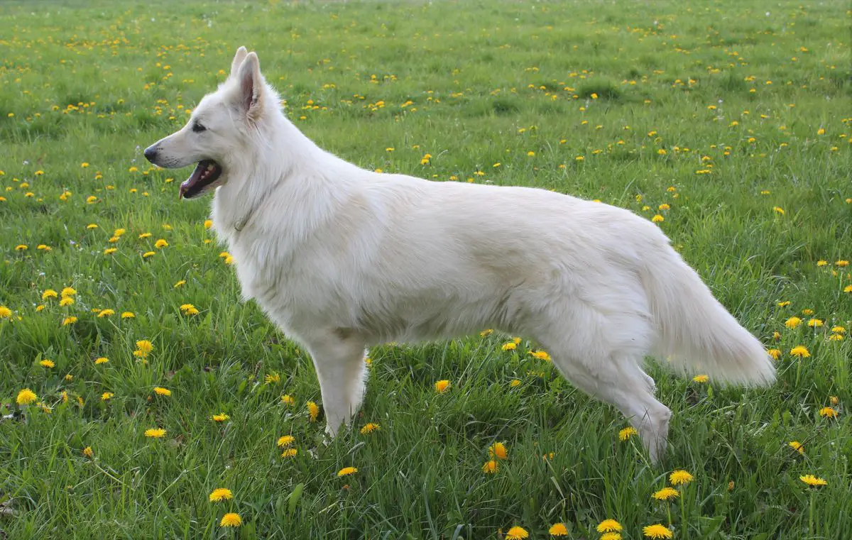 Dakota vom Dom Zermatt