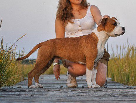 Prada The Happy Rascals Dei Gladiatori D'Oro