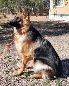 CGC TC AZSunshine's Desert Duchess Abigail