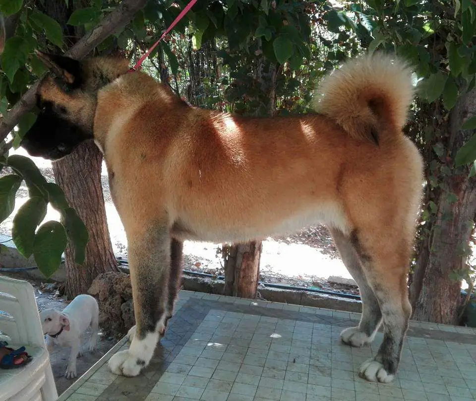 Fabulous Dream Tavo Svajone