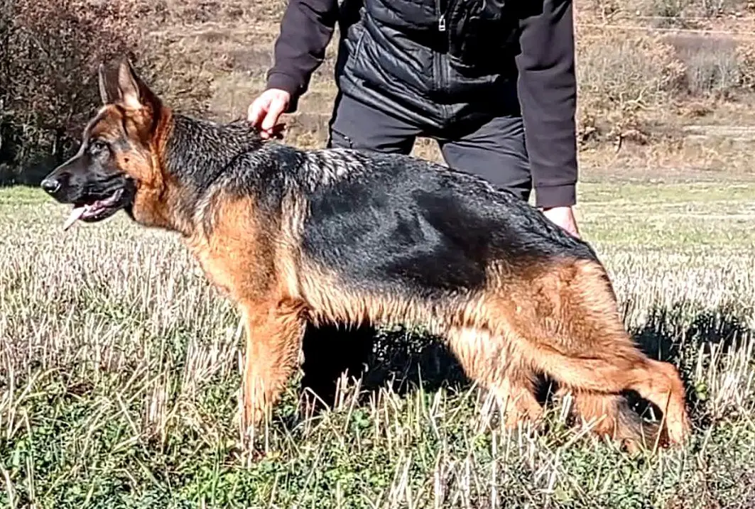 Dakota de Monte Ferrari