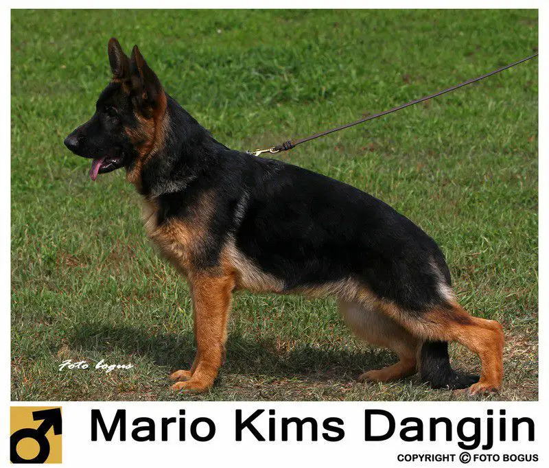 Mario of Kims Dangjin