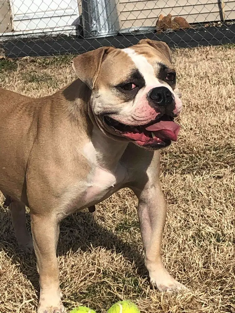 Off The Chain Bulldogs Nalah of Strange's