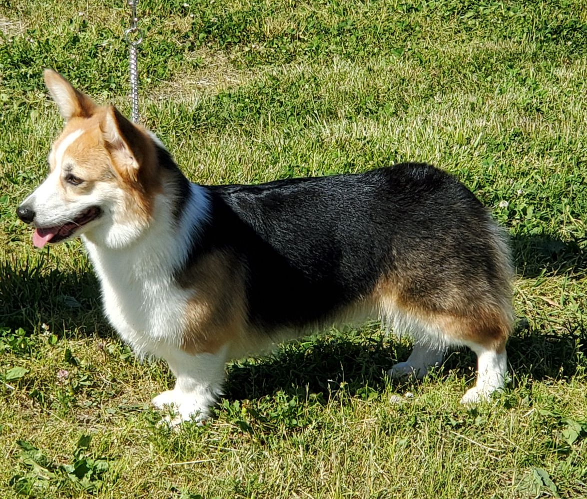 Tripletac's Queen Guinevere For Rene