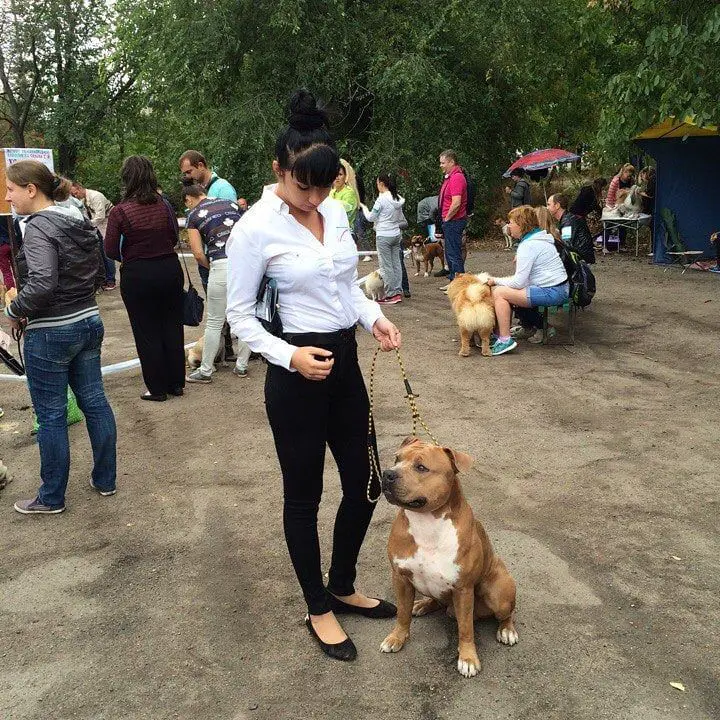 Muscat Optimus Djoker