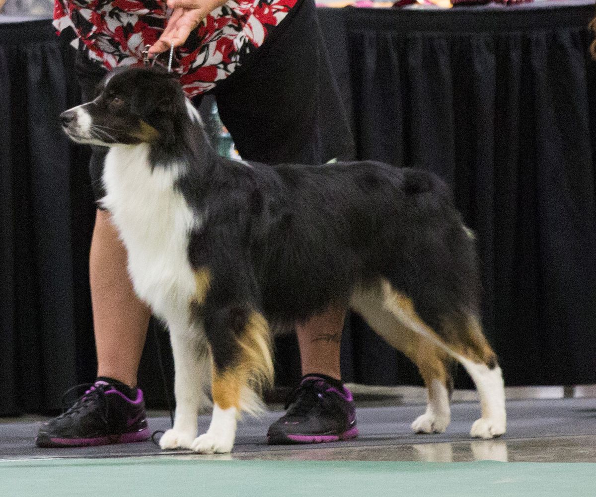 Woodlakes Herd Ewe Need Coffee With Kickapoo