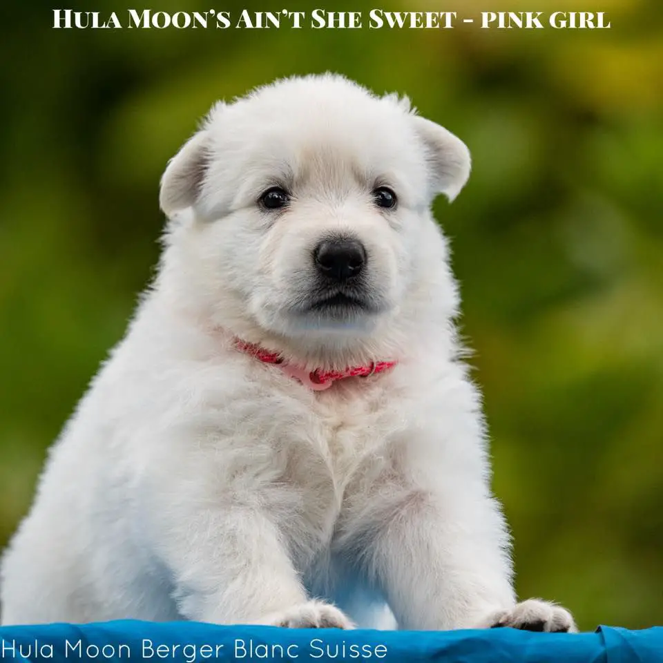 Hula Moon's Ain't She Sweet