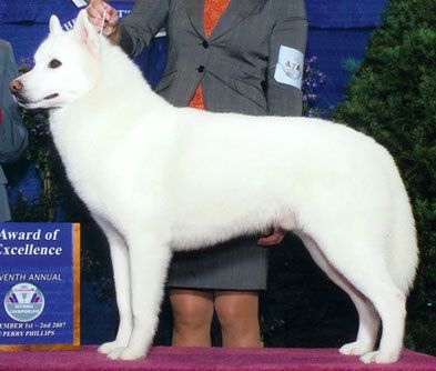 MBISS AKC GCH, CAN CH Alpine's Carte Blanche