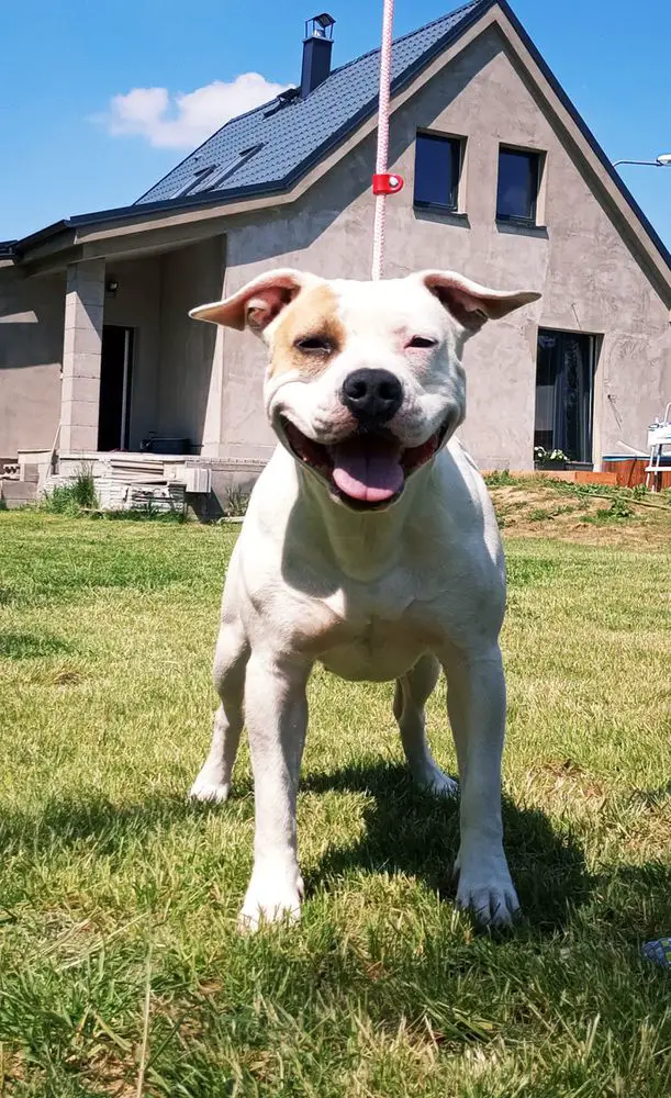 Anime Black Ink Squad