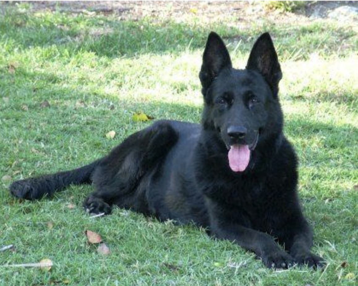 Aly Van't Enclavehof