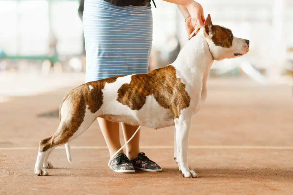 UNIVERSUM ENIGMA iriss delux