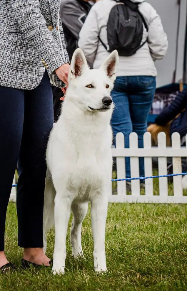 Junior Champion of Poland, Champion of Poland Sweet Bižu von Olaf Weise