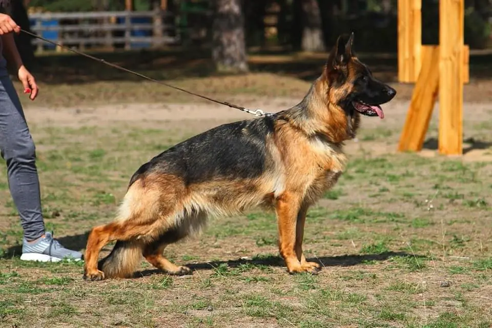 CH.J.CLUB, J.GrandRus, J.RUS, J.RKF, RKF Balaris Sanell