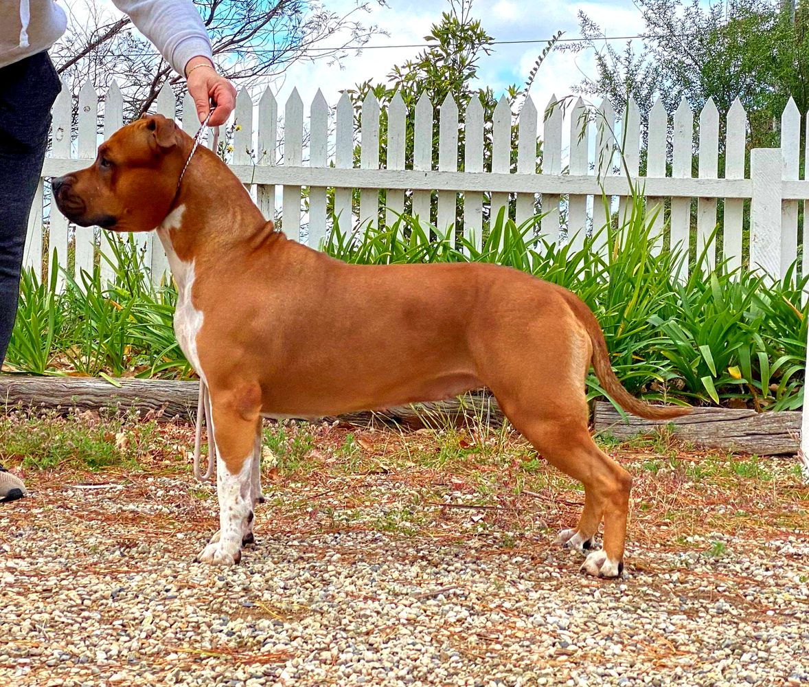 Amseraphs Shine In The Darkness (AI)