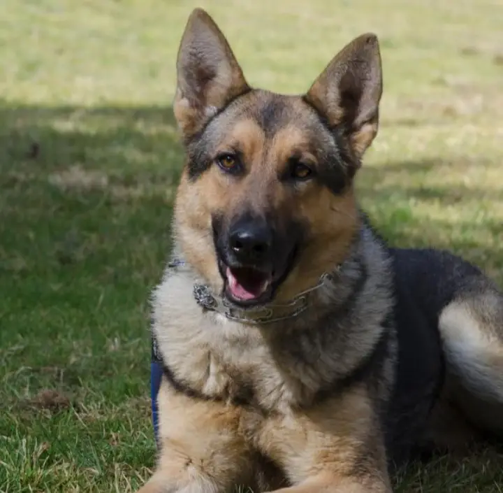 Zoe de Quinta de Lobos