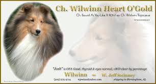 CH Wilwinn Heart O' Gold