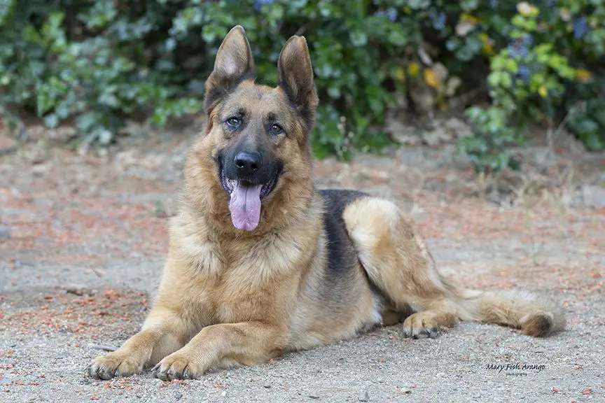 Hunter Boy of Redwood Runs